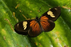 Castilia perilla