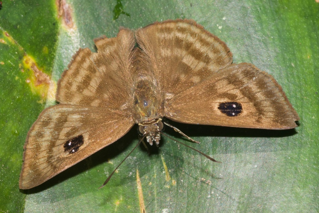 Cyclosemia leppa