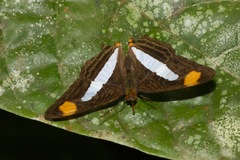 Adelpha thessalia
