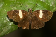 Potamanaxas flavofasciata
