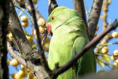 Psittacula krameri
