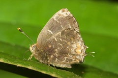 Ocaria ocrisia