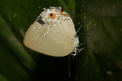 Strephonota carteia