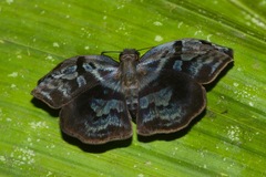 Helias phalaenoides