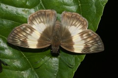Potamanaxas effusa
