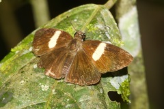 Potamanaxas flavofasciata