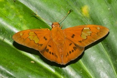 Euriphellus euribates