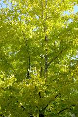 Ginkgo biloba