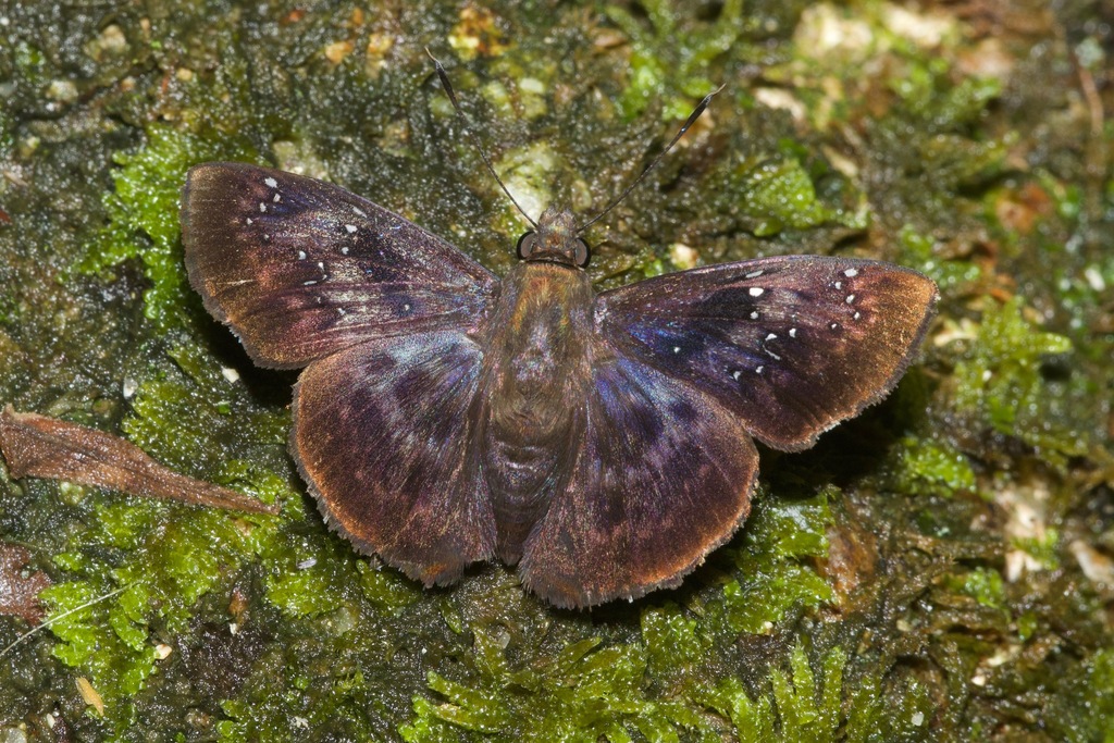 Eracon