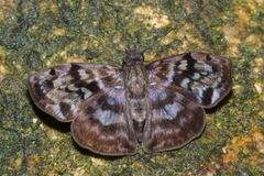 Ebrietas anacreon anacreon