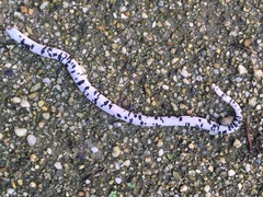 Amphisbaena fuliginosa bassleri