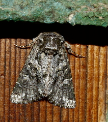 Acronicta brumosa