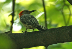 Melanerpes carolinus