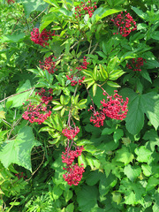 Sambucus williamsii