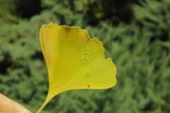 Ginkgo biloba