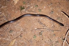 Suta nigriceps