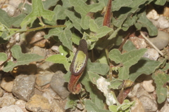 Aristolochia versabilifolia