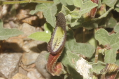 Aristolochia versabilifolia