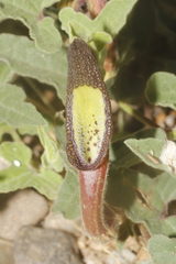Aristolochia versabilifolia