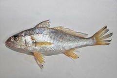 Golden Croaker photo 1