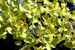 Ginkgo biloba
