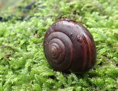 Helminthoglypta sequoicola