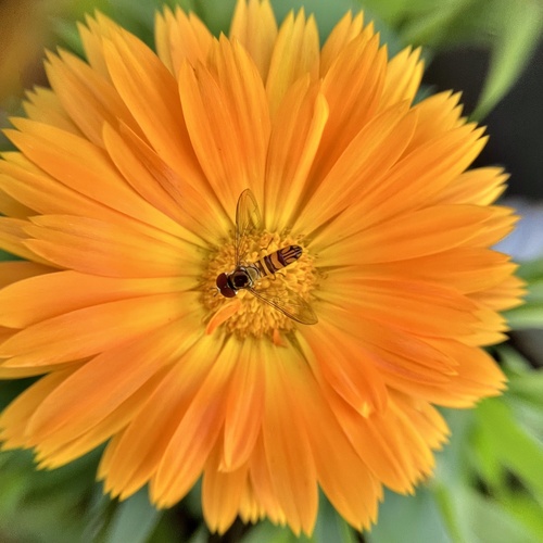 Unknown species found near Lennox Ave NE, Cedar Rapids, IA, US