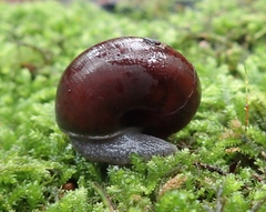 Helminthoglypta sequoicola