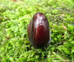 Helminthoglypta sequoicola