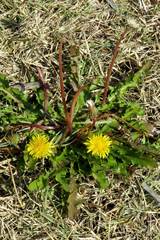 Taraxacum officinale