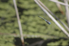 Rhionaeschna dugesi