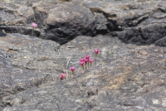 Zephyranthes brevipes