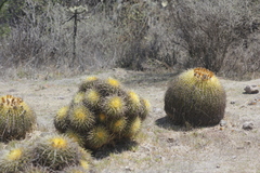 Kroenleinia grusonii