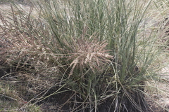Beaucarnea glassiana