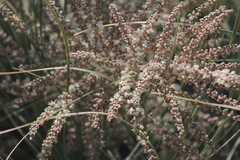 Beaucarnea glassiana
