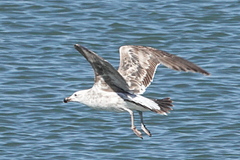 Larus dominicanus