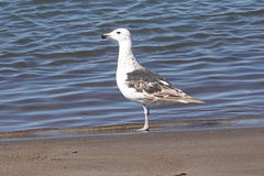 Larus dominicanus