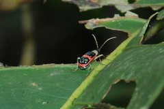 Paratriarius
