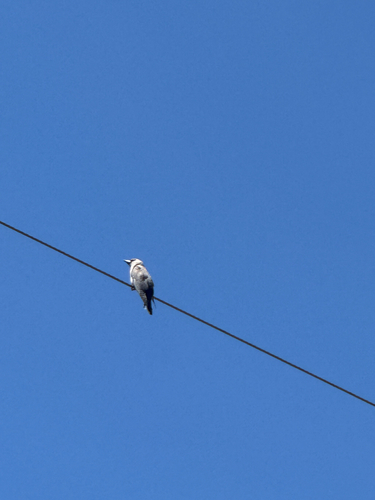 Black-faced Woodswallow