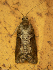 Harmologa