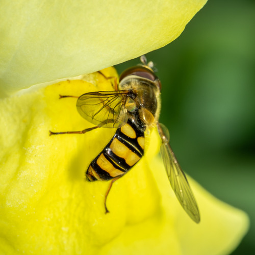 Unknown species found near Minnesota Landscape Arboretum, Carver, Minnesota, United States