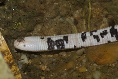 Amphisbaena fuliginosa bassleri