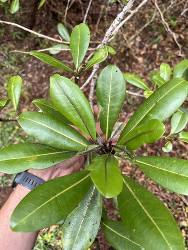 Melicope clusiifolia observed 2025-10-07
