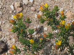 Aspalathus juniperina