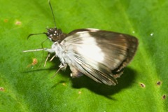 Potamanaxas paralus