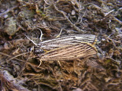 Spiris striata