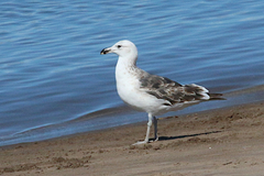 Larus dominicanus