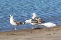 Larus dominicanus