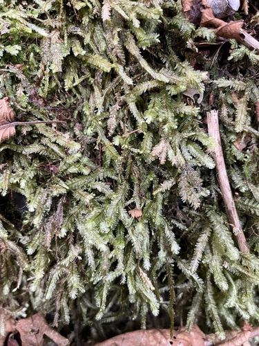 Baldwiniella kealeensis observed 2025-10-07