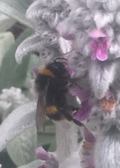 Bombus terrestris